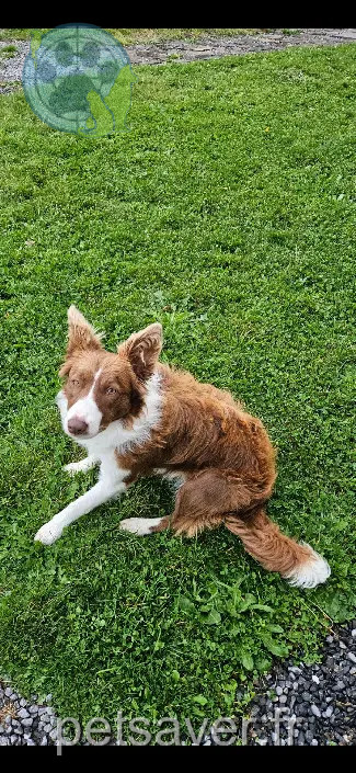 Chienne Perdue 59 Nord Chienne Perdue 59 Nord