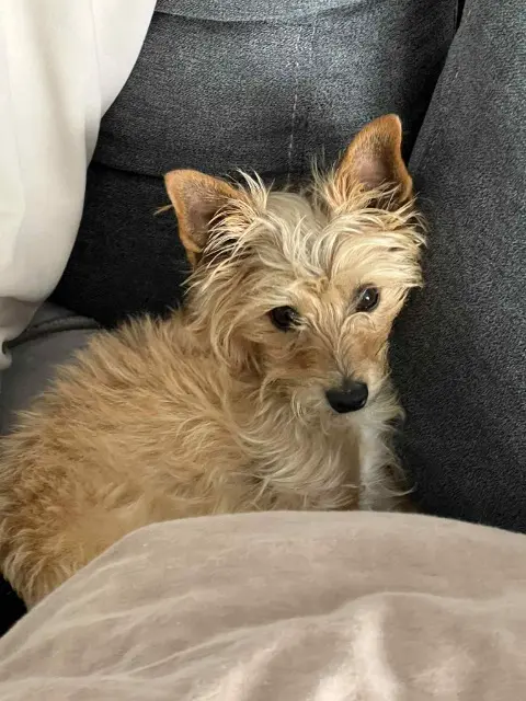 chienne lost   59287 Lewarde Irma
