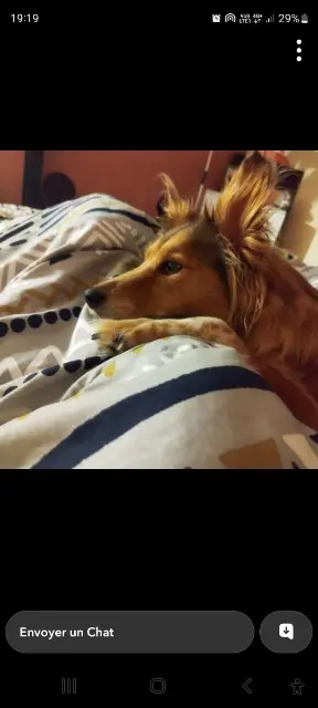 chienne lost   59247 Féchain Isa