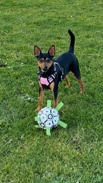 chienne lost   59156 Lourches Issys