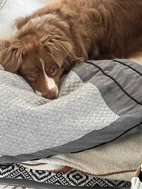 dog lost   59227 Saulzoir Iza