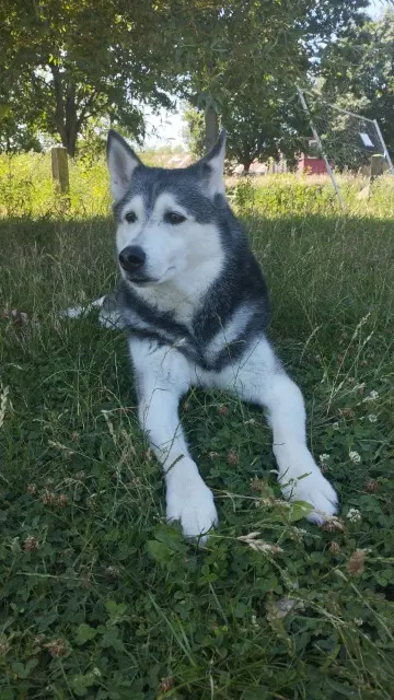chienne lost   59100 Roubaix Jade