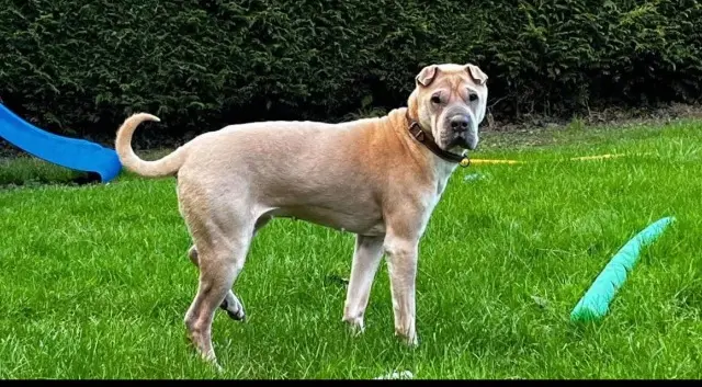 chienne lost   59470 Wormhout Karamelle