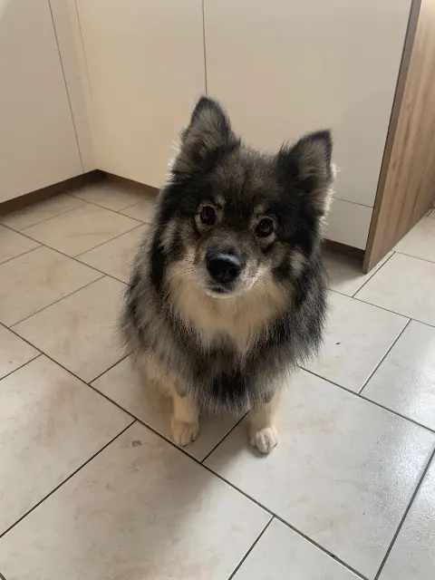 chienne lost   59310 Orchies Khaleesi