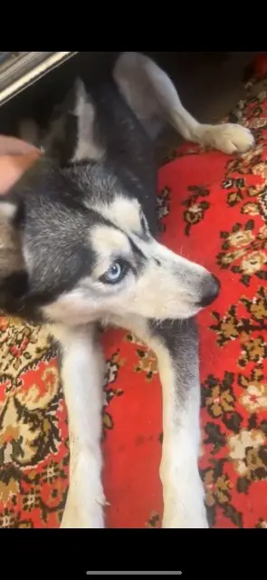 dog lost   59830 Bachy Leyla