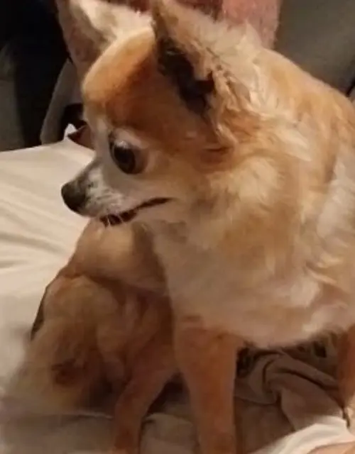 chienne lost   59690 Vieux-Condé Lili