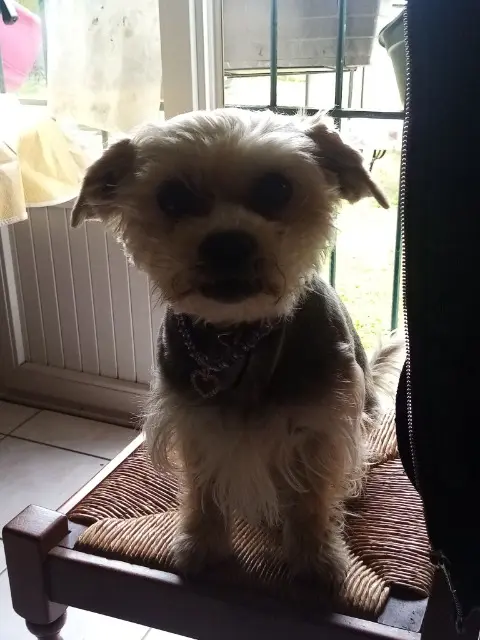 teef lost   59610 Fourmies Lovely