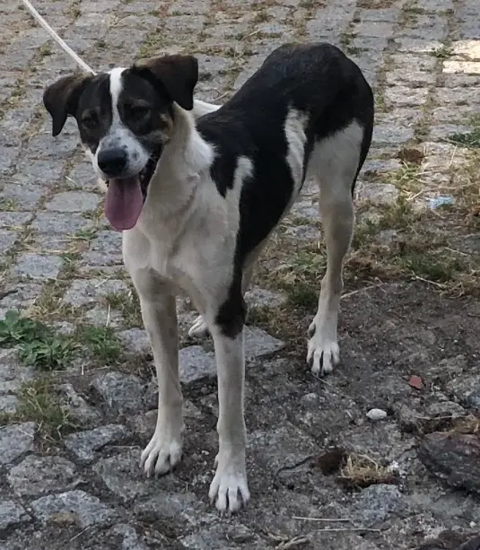 dog lost   59100 Roubaix Mara