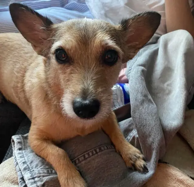 chienne lost   59264 Onnaing Minnie