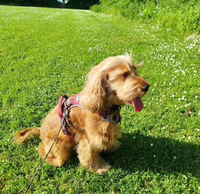 chienne lost   59165 Auberchicourt Nala