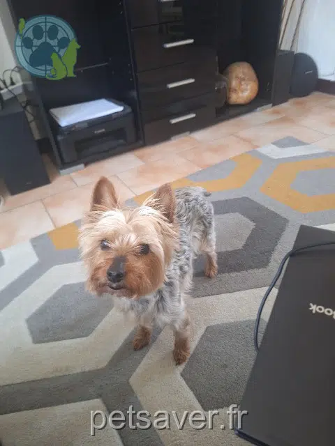 chienne lost   59450 Sin-le-Noble Nina