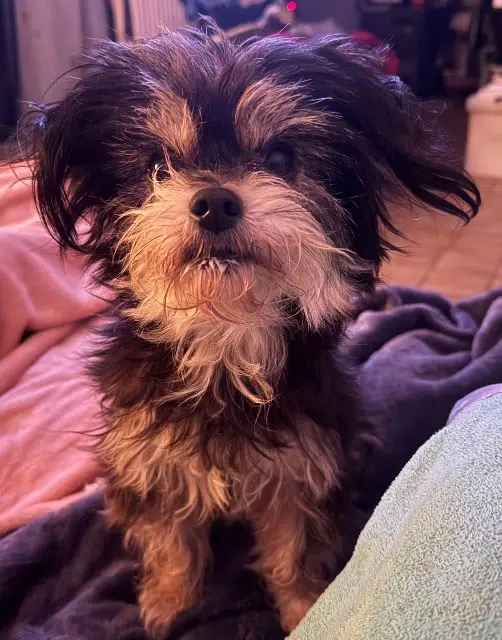 chienne lost   59100 Roubaix Nympheas