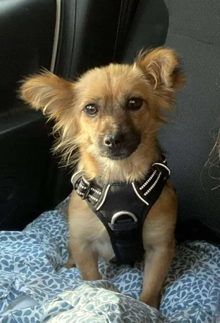 chienne lost   59120 Loos Olga