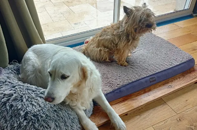 chienne lost   59235 Bersée Ollie