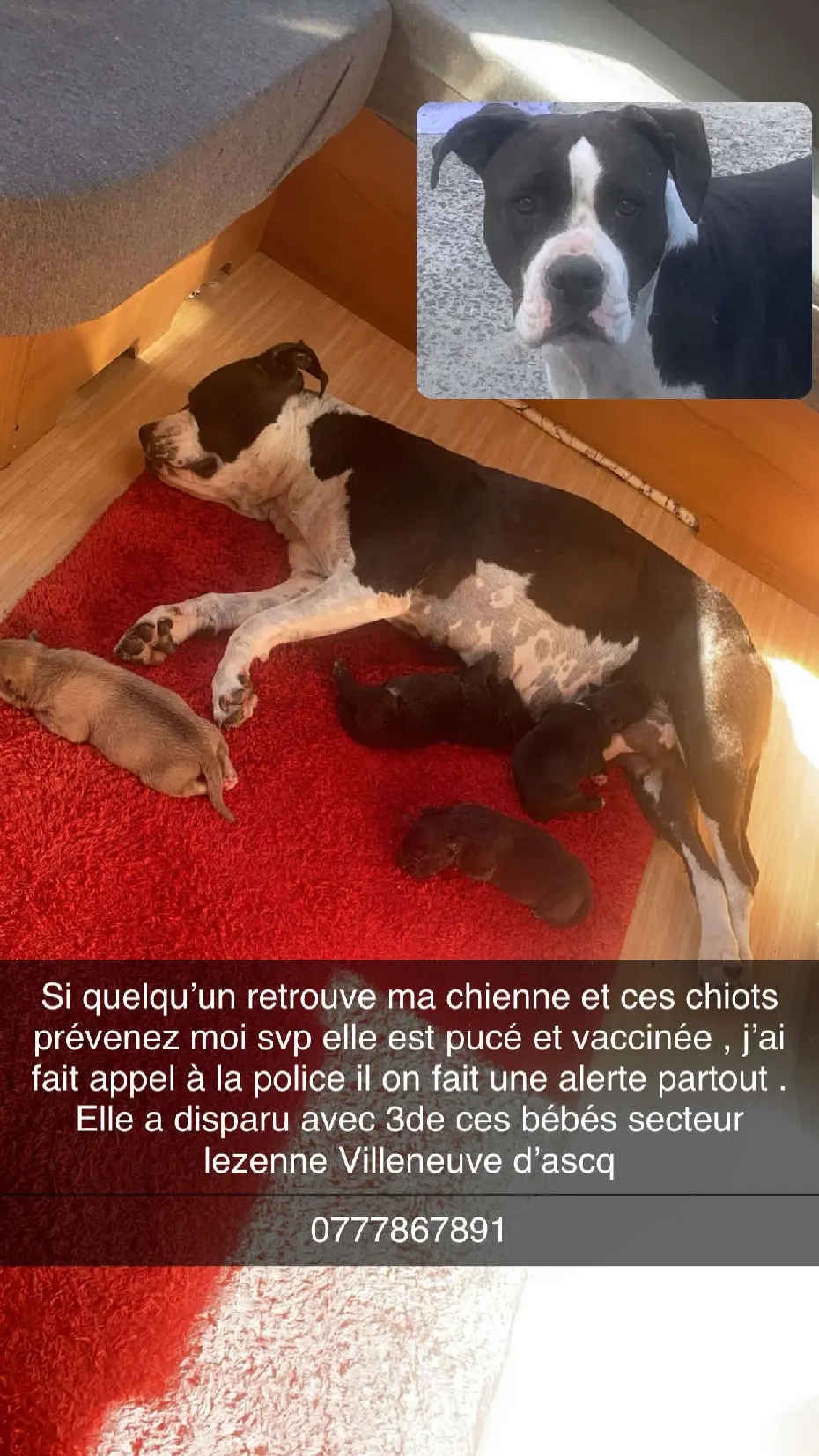 Chienne Perdue 59 Nord - Penley Chienne Perdue 59 Nord - Penley