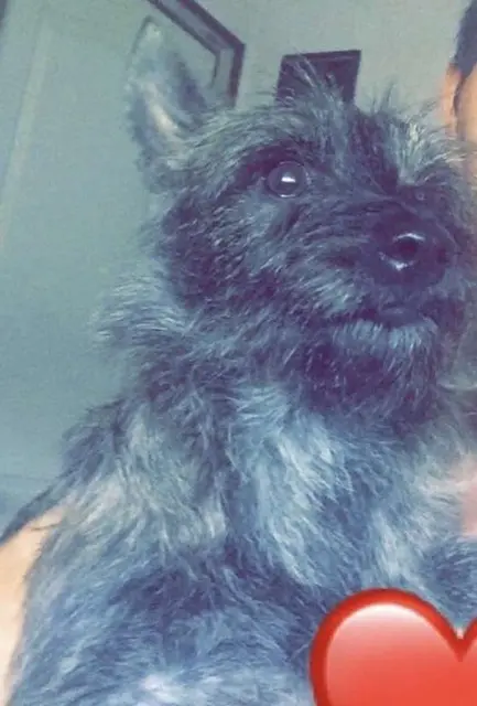 chienne lost   59167 Lallaing Poupie