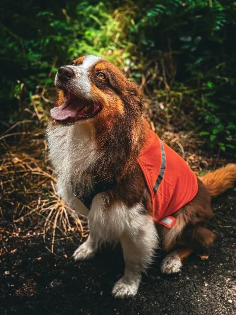 chienne lost   59218 Poix-du-Nord Replay