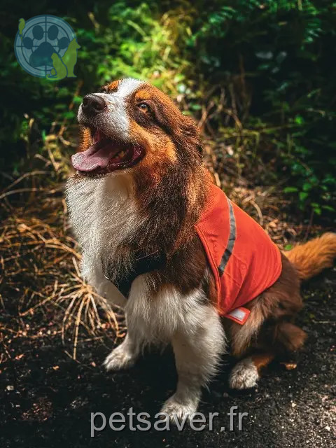 dog lost 59218 Poix-du-Nord Replay dog lost 59218 Poix-du-Nord Replay