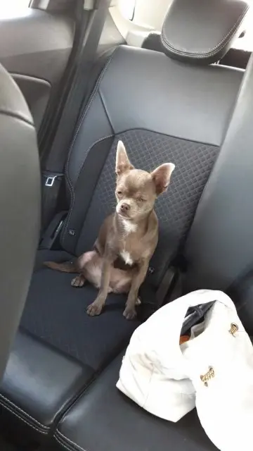 chienne lost   59200 Tourcoing Romy