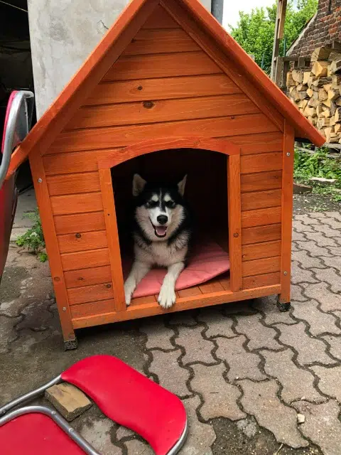 chienne lost   59410 Anzin Sansa