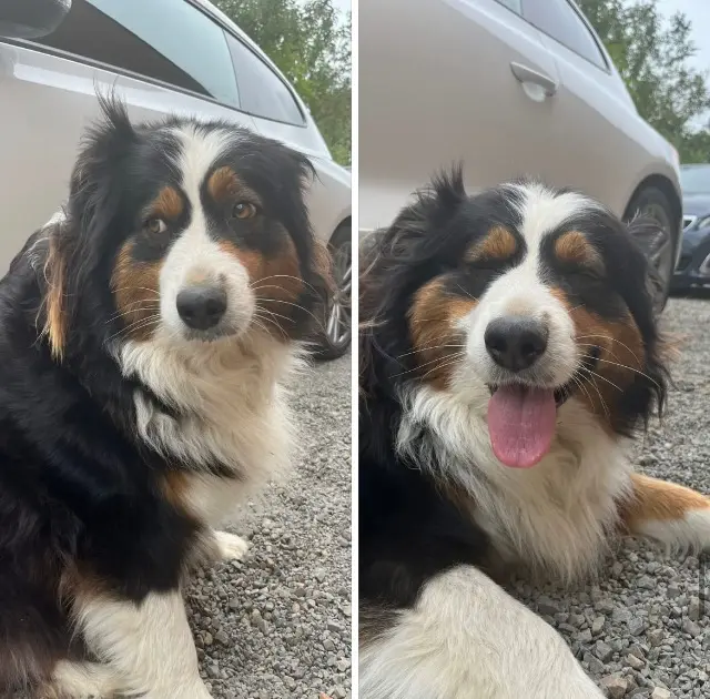 chienne lost   59222 Croix-Caluyau Shana