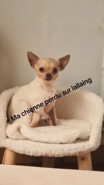 chienne lost   59167 Lallaing Shanna