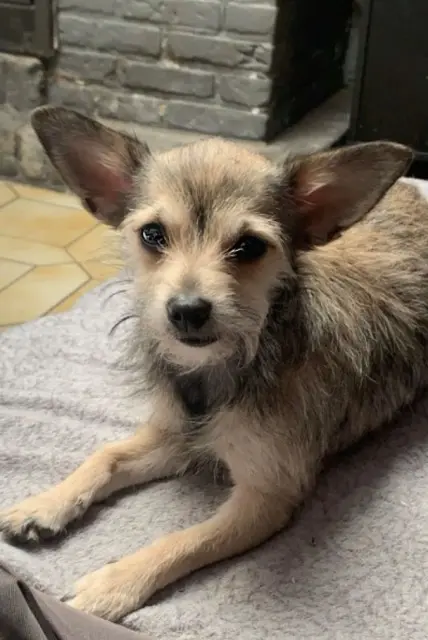 chienne lost   59920 Quiévrechain Tina