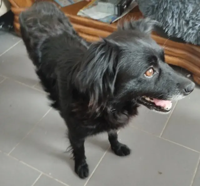 chienne lost   59119 Waziers Tina