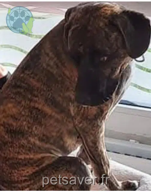 chienne lost   59290 Wasquehal Toÿna