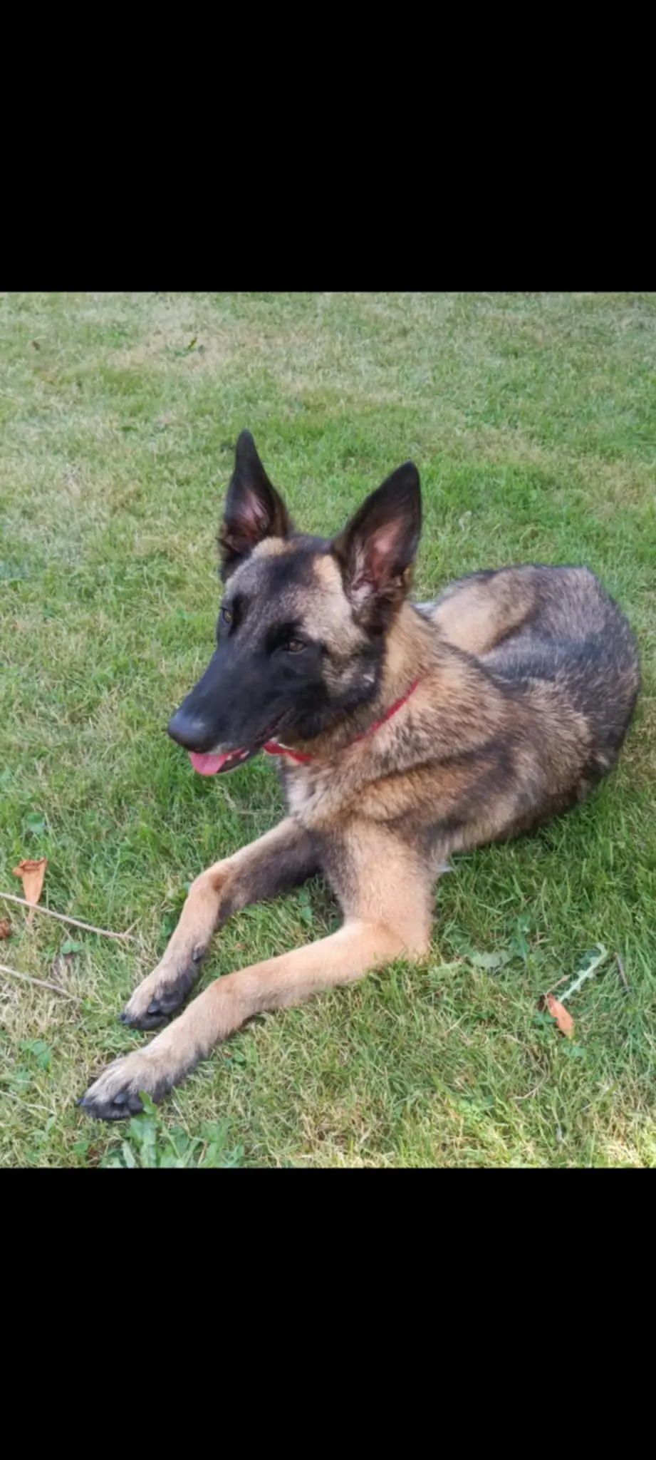 Chienne Perdue 59 Nord Valenciennes Chienne Perdue 59 Nord Valenciennes