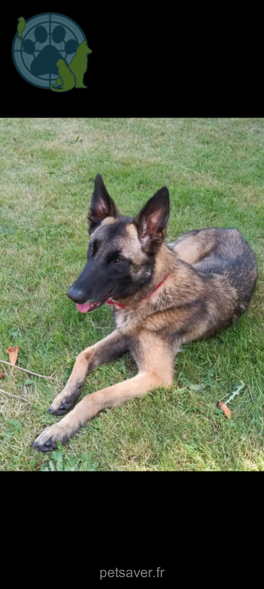 Chienne Perdue 59 Nord Valenciennes Chienne Perdue 59 Nord Valenciennes