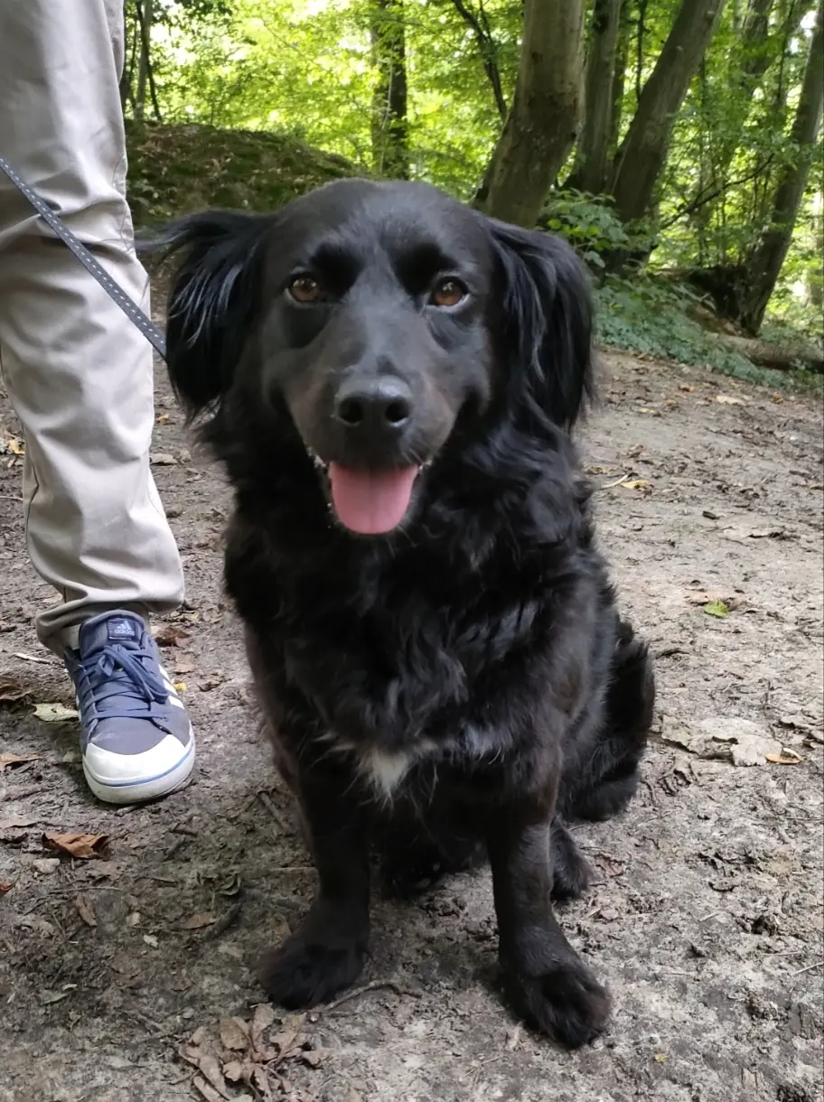 Chienne Perdue 59 Nord - Willow Chienne Perdue 59 Nord - Willow