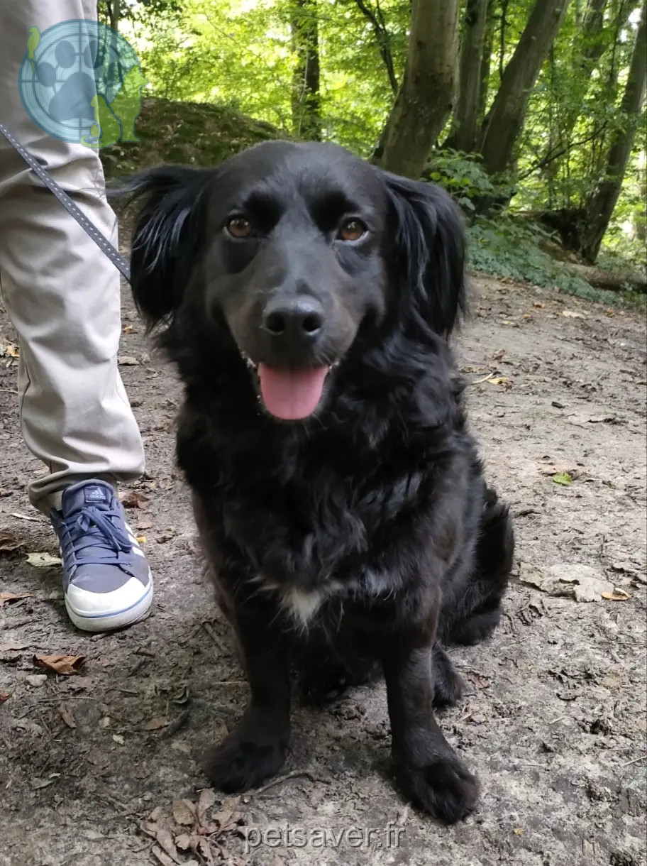 Chienne Perdue 59 Nord - Willow Chienne Perdue 59 Nord - Willow