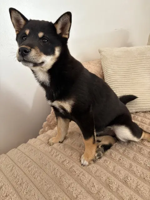 chienne lost   60200 Compiègne Akira