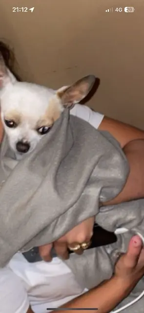 dog lost   60000 Beauvais Chanel
