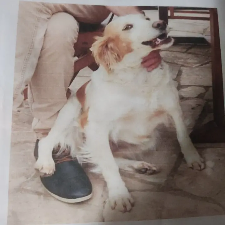 Chienne Perdue 60 Oise Chienne Perdue 60 Oise