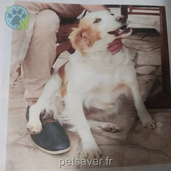 Chienne Perdue 60 Oise Chienne Perdue 60 Oise