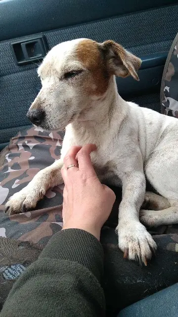 chienne lost   60620 Antilly Jade