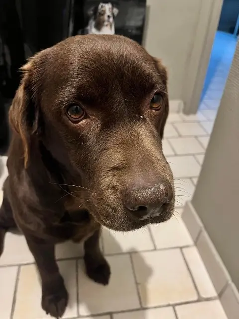 chienne lost   60000 Tillé Jodie