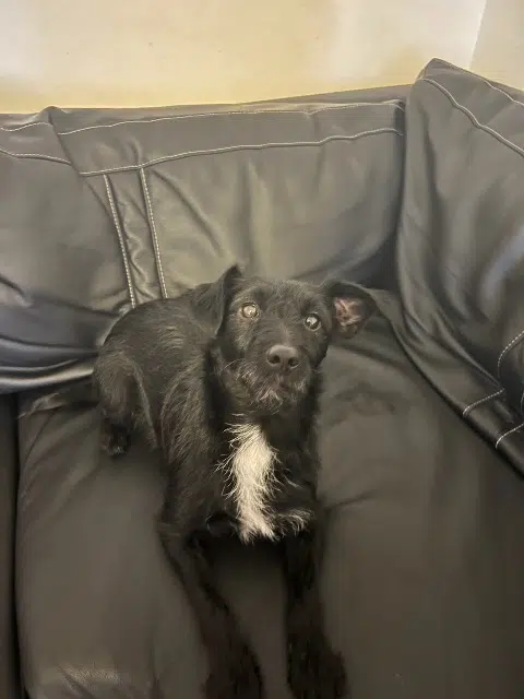 chienne lost   60890 Mareuil-sur-Ourcq Lacy