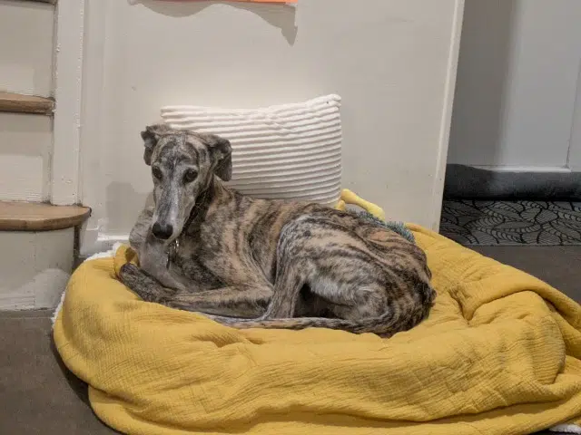 chienne lost   60230 Chambly Laïka