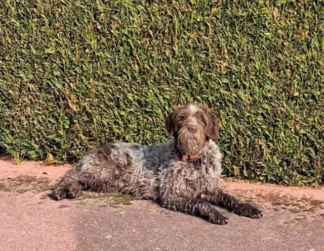 chienne lost   60000 Fouquenies Lola