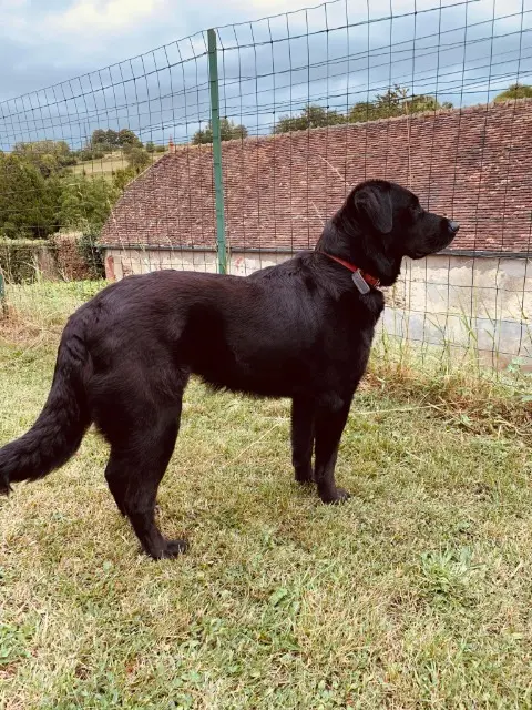 chienne lost   60590 Le Vaumain Louna
