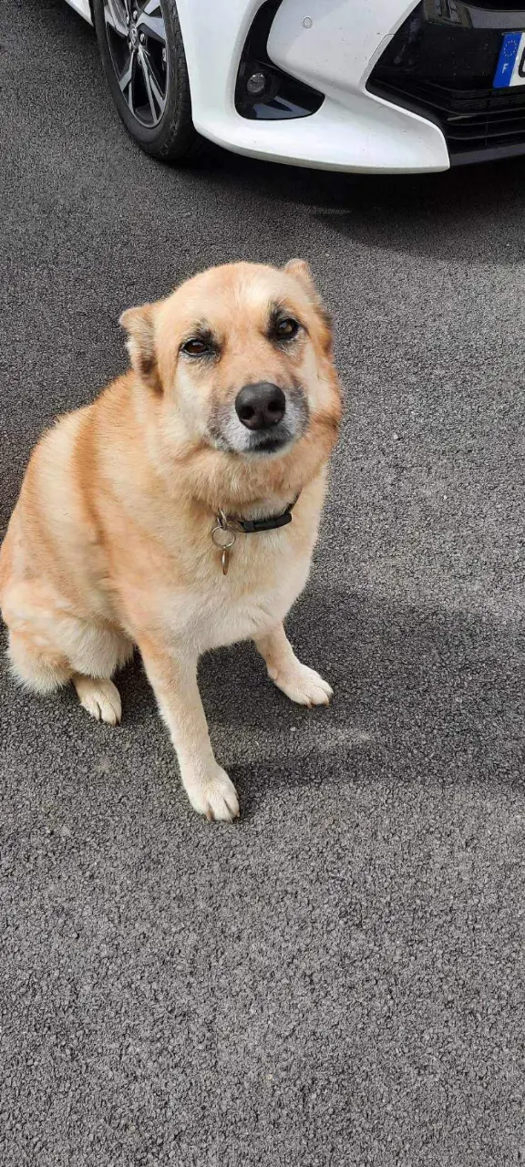 Chienne Perdue 60 Oise - Louna Chienne Perdue 60 Oise - Louna