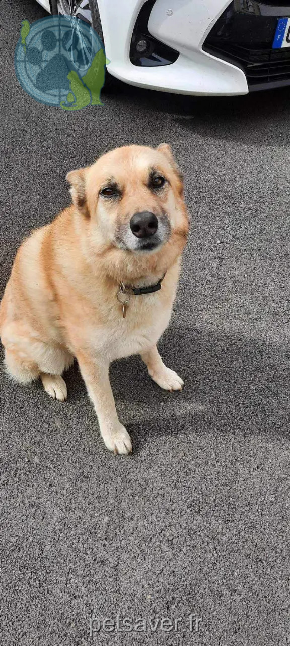Chienne Perdue 60 Oise - Louna Chienne Perdue 60 Oise - Louna