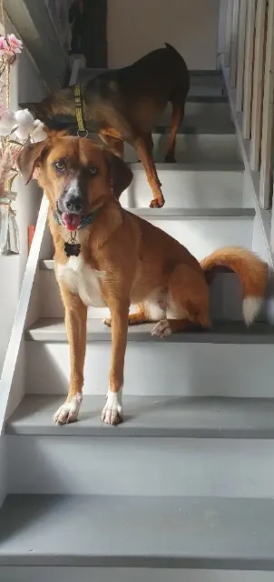 chienne lost   60000 Allonne Mia