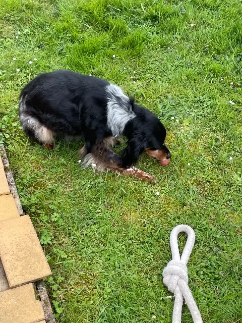 chienne lost   60510 Bresles Navi