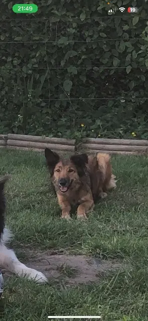 chienne lost   60850 Saint-Germer-de-Fly Nuance