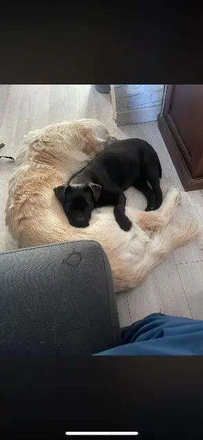 chienne lost   60490 Ressons-sur-Matz Olympe