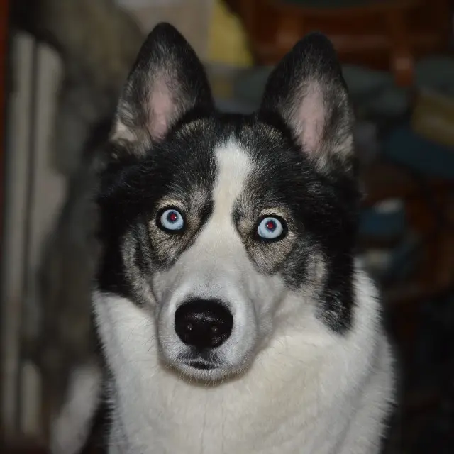 chienne lost   60800 Feigneux Roxy